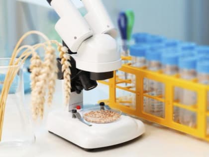 В России начался государственный мониторинг зерна