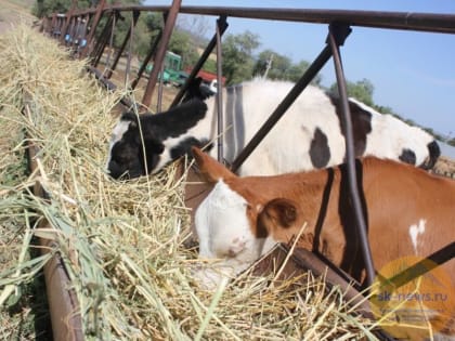 В минсельхозе озвучили приоритетные направления грантовой поддержки фермеров Ставрополья