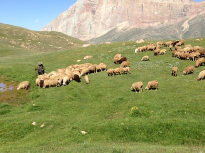 В Кабардино-Балкарии животноводческая отрасль сохраняет положительную динамику производства