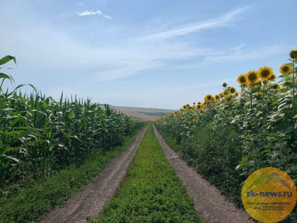 Экспорт продукции АПК Ставрополья вырос на 54% в текущем году