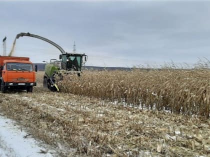 В Черекском районе продолжается уборка кукурузы