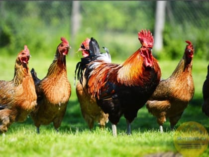 #ДОБРЫЙ ОГОРОД-2023: на Северном Кавказе сезон открыт