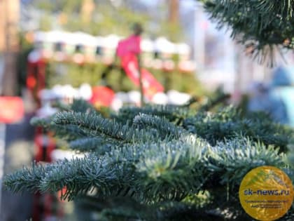Перед праздником на Ставрополье торговлю хвойными деревьями проведут на 200 елочных базарах