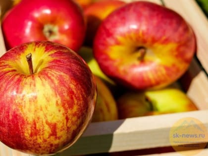 Садоводы Ставрополья планируют собрать в 2022 году рекордный урожай яблок