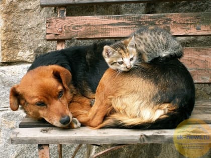 В Нальчике построят приют для безнадзорных животных