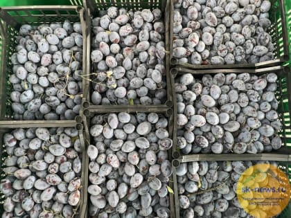 Сбор урожая слив в Ставропольском крае