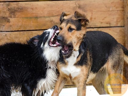 Госдума России рассмотрит законопроект о государственно-частном партнерстве приютов для животных