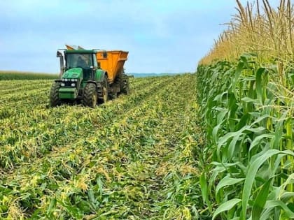 В Баксанском районе убрали урожай сладкой кукурузы
