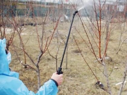 Весенний уход за косточковыми культурами