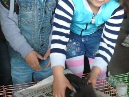 В Шпаковском округе Ставрополья домашний кролик покусал девочку до крайне тяжелого состояния