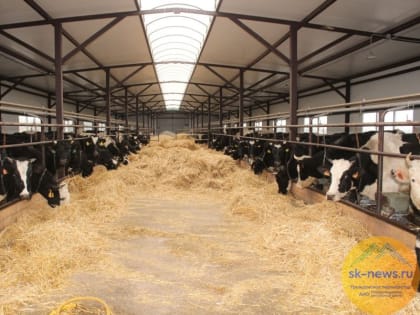 На Ставрополье к концу октября перевыполнили план по заготовке кормов для зимовки скота