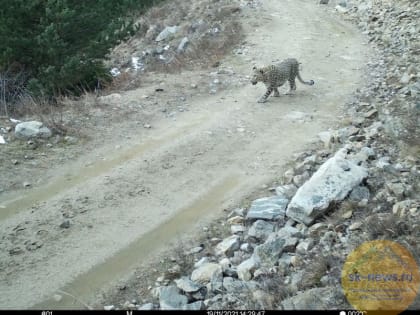 В Кабардино-Балкарии в объектив фотоловушки попался переднеазиатский леопард