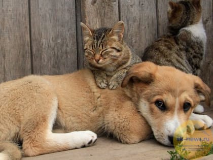 Эксперт РАНХиГС: Мы в ответе за тех, кого приручили, или как общество и власть решают проблему бездомных животных