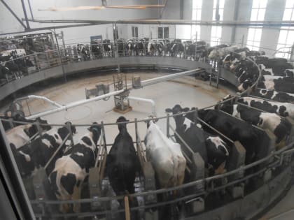 Объявление о принятии решения о предоставлении субсидий на финансовое обеспечение части затрат на племенное маточное поголовье сельхозживотных