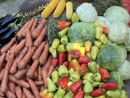 Кабардино-Балкария вошла в десятку ведущих регионов по производству овощей открытого грунта