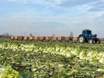 В Баксанском районе завершается сбор пекинской капусты