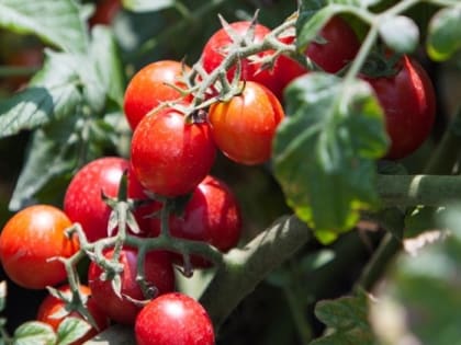 Аграрии Кабардино-Балкарии увеличивают урожайность овощей