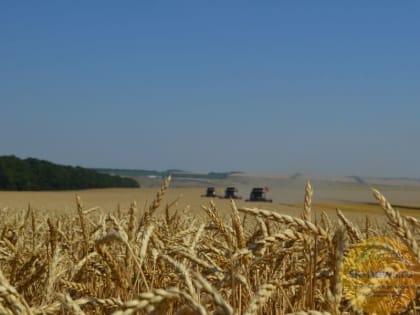 Ставрополью Правительство РФ выделило 267 млн рублей на поддержку зернопроизводителей