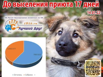 Мэр Ставрополя прокомментировал ситуацию вокруг приюта «Лучший друг»