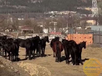 В Кисловодске «арестовали» табун лошадей