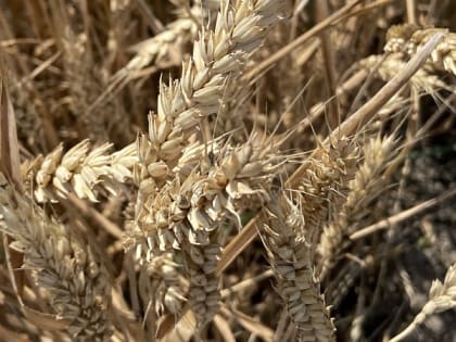 В Кабардино-Балкарии завершилась уборка зерновых колосовых