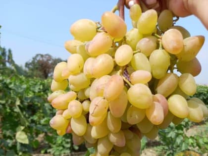 ВТБ расширяет сотрудничество  с агропредприятием «Левокумское»