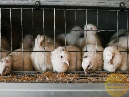 Под Буденновском в марте завершат стадию одного из крупнейших в регионе инвестпроектов в сфере агропрома