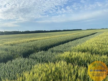 Аграрии Ставрополья получат господдержку на элитные семена