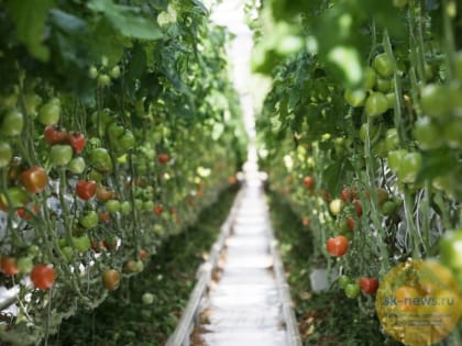 По производству томатов в теплицах Ставрополье оказалось лидером в России