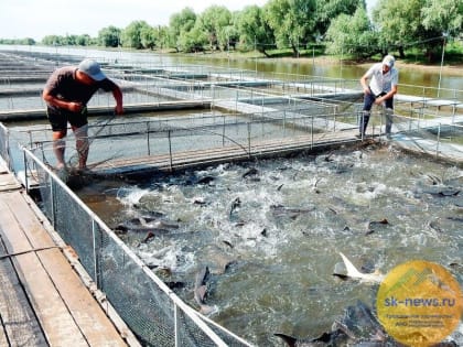 В Подкумке построили 1-ю очередь аквакультурного комплекса по выращиванию рыбы в закрытых бассейнах