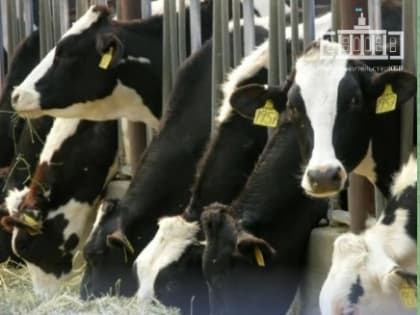 Объем сельскохозяйственного производства в КБР увеличился на 3,7%