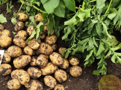 На Ставрополье стартовала уборка раннего картофеля, капризного зелёного горошка собрали почти половину