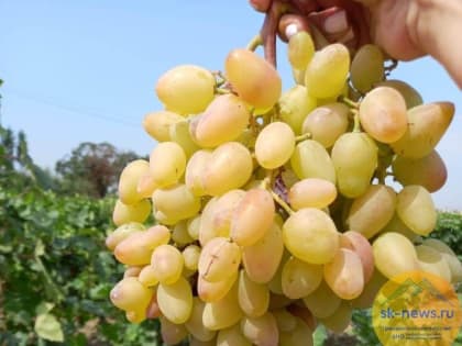 ВТБ поддержал проект по орошению виноградников на Ставрополье