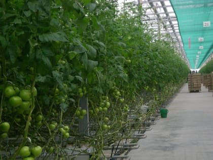 В Кабардино-Балкарии производство тепличных овощей увеличилось на 30%