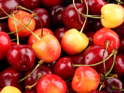 В Кабардино-Балкарии собирают урожай косточковых культур