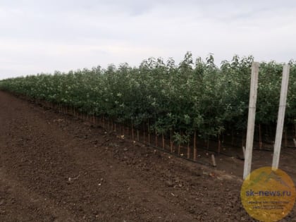 Аграрии Ставрополья завершили закладку многолетних насаждений в садах на площади 350 га