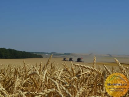 В КБР арестовали экс-главбуха колхоза имени Петровых на 30 дней
