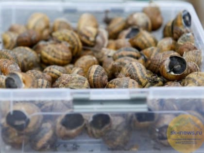 Ставропольские фермеры поставляют улиток в рестораны Москвы и КМВ