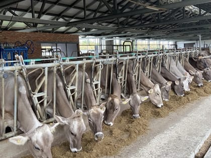 Производство сельскохозяйственной продукции в Кабардино-Балкарии в первой половине 2024 года