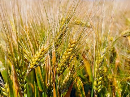 В Кабардино-Балкарии высокий урожай зерновых колосовых