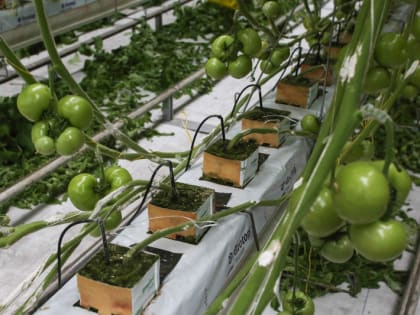 В полтора раза увеличилось производство тепличных овощей