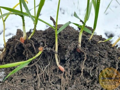 Сильнейшие морозы на Ставрополье не навредили посевам озимых культур