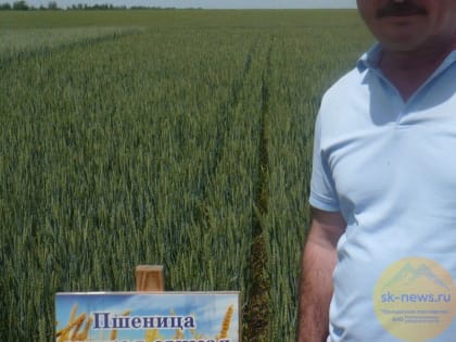 На Ставрополье убрали 180 тысяч гектаров урожая или более 8% посевных площадей