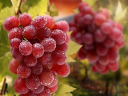 В Кабардино-Балкарии просубсидируют закладку виноградников и уход за виноградными плантациями