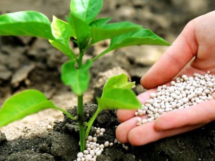 КБР на втором месте в России по уровню внесения минеральных удобрений