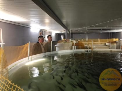 В Изобильненском округе планируют производить 20 тонн радужной форели