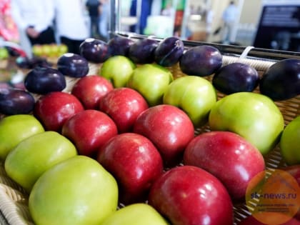 Более трех тысяч тонн яблок вырастят в этом году в «Новом саду» Карачаево-Черкесии