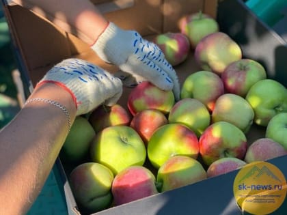 Совет директоров Кавказ.РФ одобрил реализацию инвестпроектов на Ставрополье, в КБР, КЧР на 8,5 млрд рублей