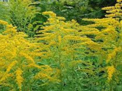 Карантинный сорняк