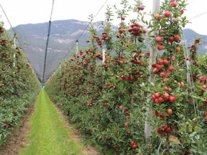 Более тысячи тонн яблок Кабардино-Балкарии отправлено на экспорт в 2023 году